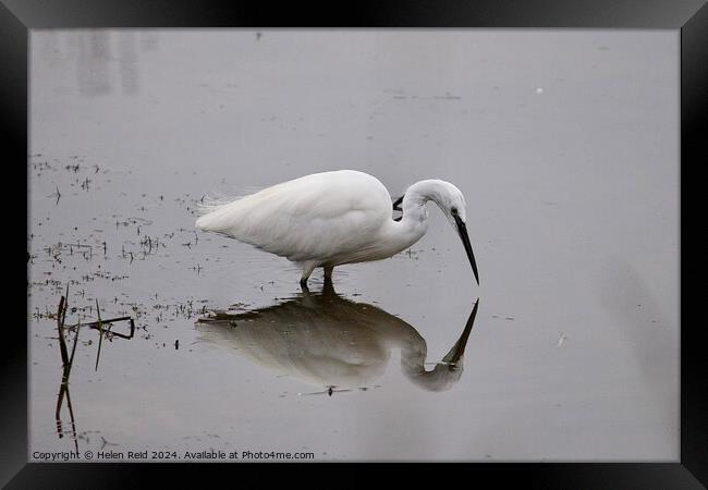 Little egret reflection on water Framed Print by Helen Reid