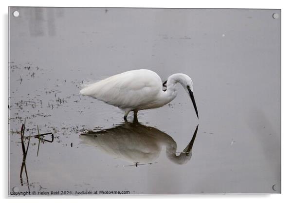 Little egret reflection on water Acrylic by Helen Reid