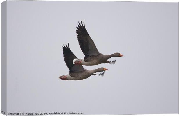 2 Greylag geese in flight  Canvas Print by Helen Reid