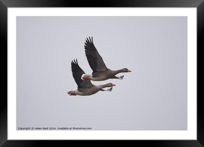 2 Greylag geese in flight  Framed Mounted Print by Helen Reid