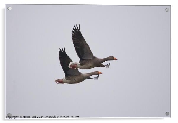 2 Greylag geese in flight  Acrylic by Helen Reid