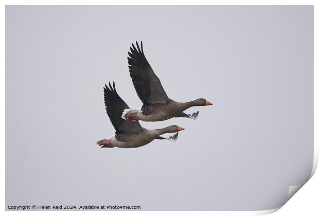 2 Greylag geese in flight  Print by Helen Reid