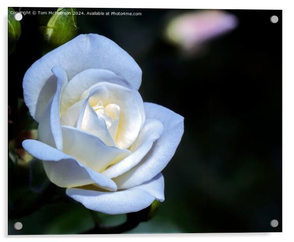 White Rose Acrylic by Tom McPherson