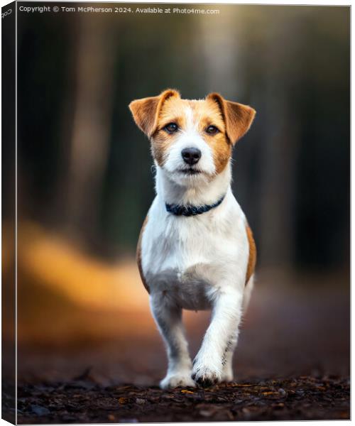 Jack Russell Terrier  Canvas Print by Tom McPherson