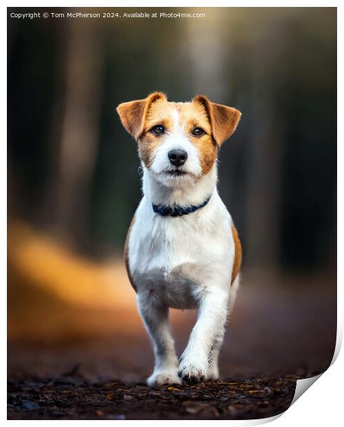 Jack Russell Terrier  Print by Tom McPherson