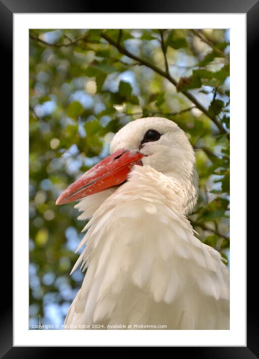 Stork portrait Framed Mounted Print by Paulina Sator