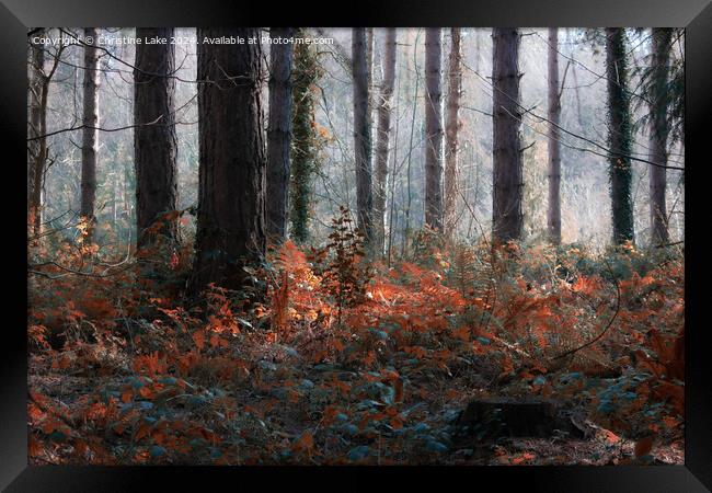 Forest Magic Framed Print by Christine Lake