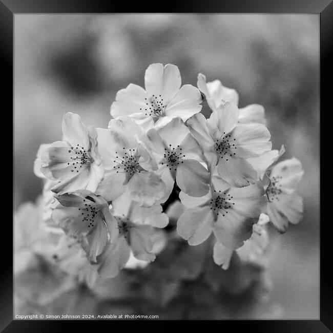 Cherry Blossom monochrome  Framed Print by Simon Johnson