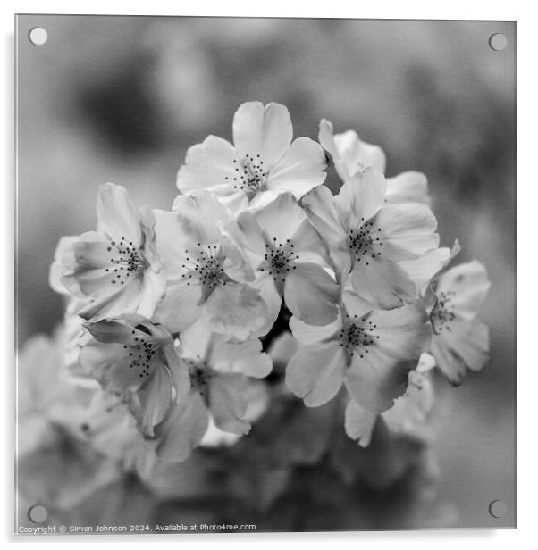 Cherry Blossom monochrome  Acrylic by Simon Johnson