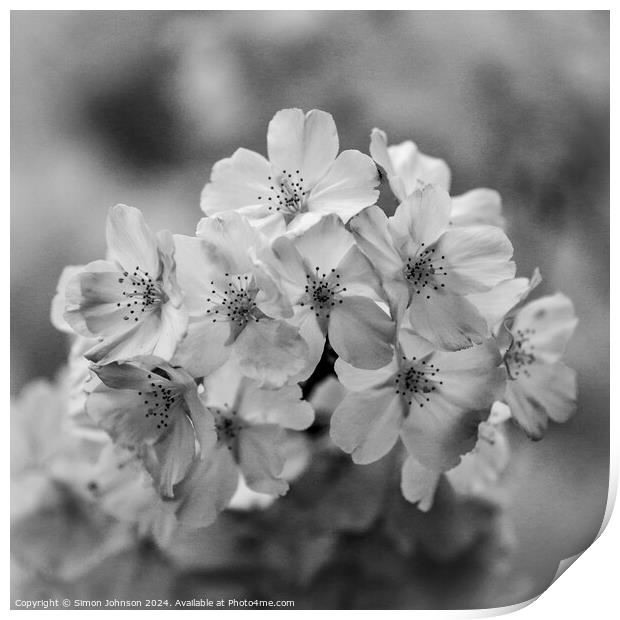 Cherry Blossom monochrome  Print by Simon Johnson