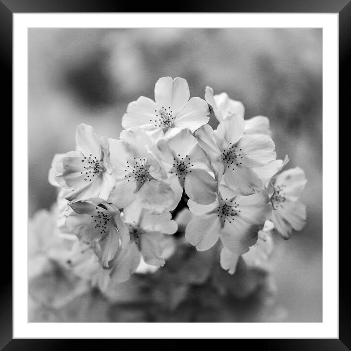 Spring blossom monochrome  Framed Mounted Print by Simon Johnson