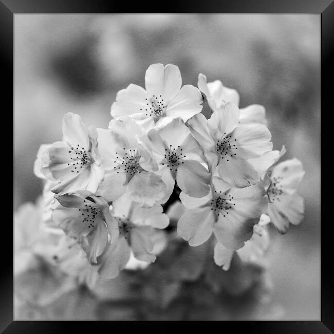 Spring blossom monochrome  Framed Print by Simon Johnson