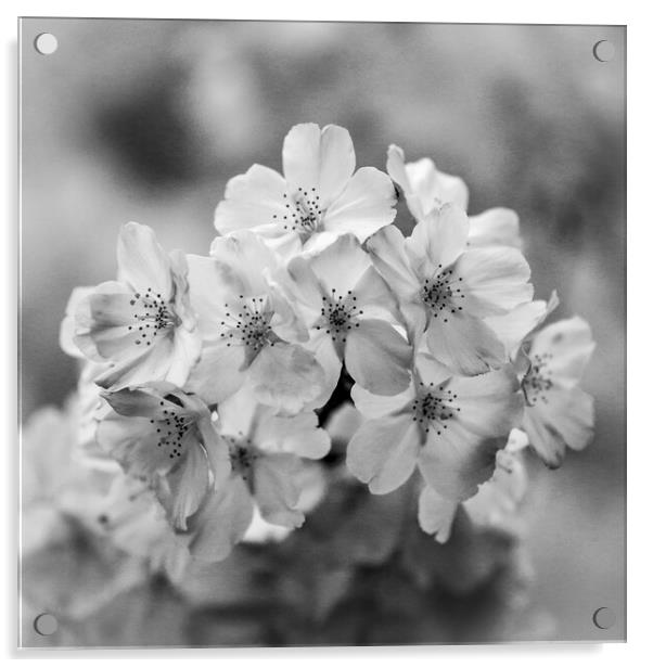 Spring blossom monochrome  Acrylic by Simon Johnson