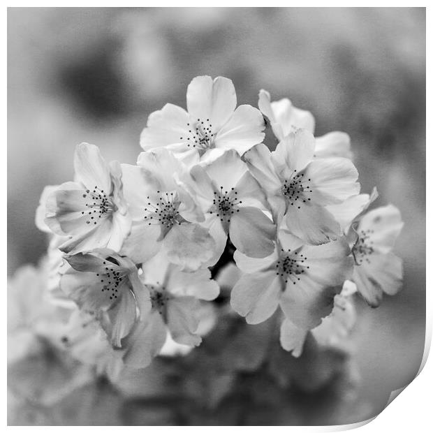 Spring blossom monochrome  Print by Simon Johnson