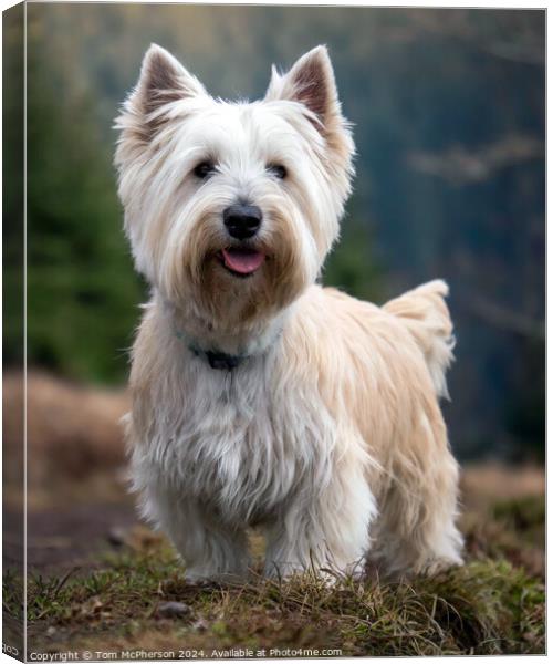 West Highland White Terrier Canvas Print by Tom McPherson