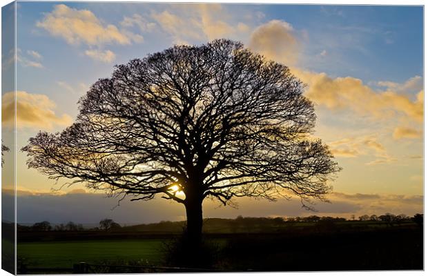 Sunset Tree Silhouette Canvas Print by Kevin Tate
