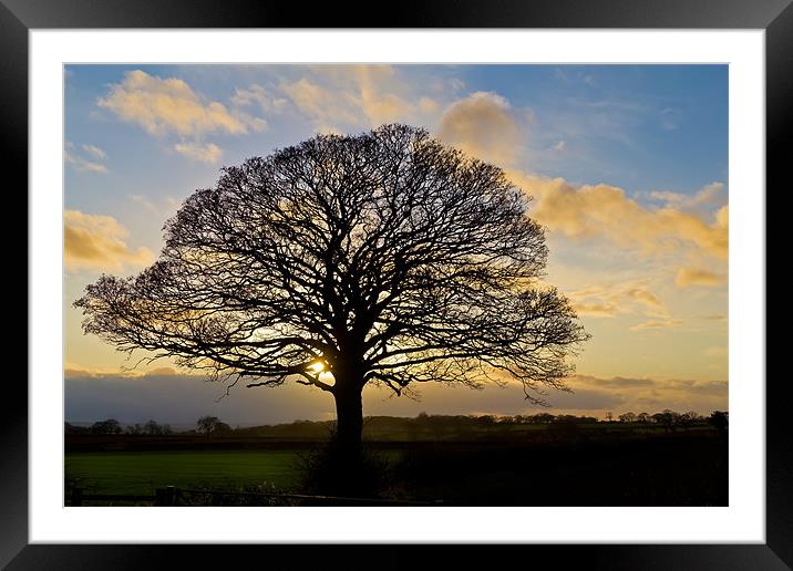 Sunset Tree Silhouette Framed Mounted Print by Kevin Tate