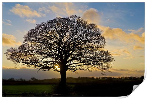 Sunset Tree Silhouette Print by Kevin Tate