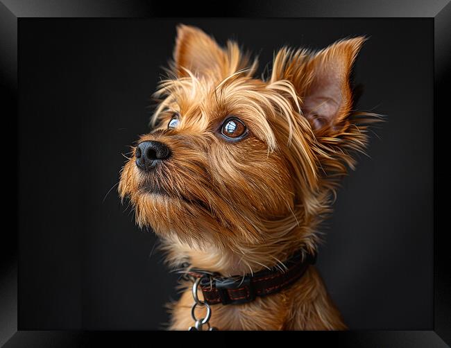 Yorkshire Terrier Portrait Framed Print by K9 Art