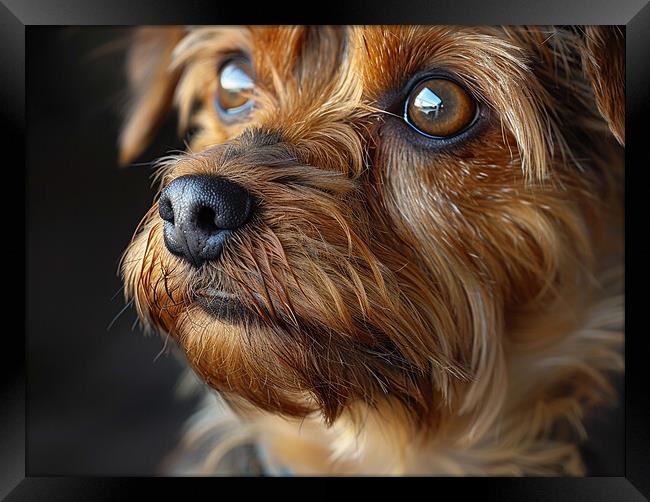 Yorkshire Terrier Portrait Framed Print by K9 Art