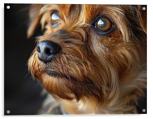 Yorkshire Terrier Portrait Acrylic by K9 Art