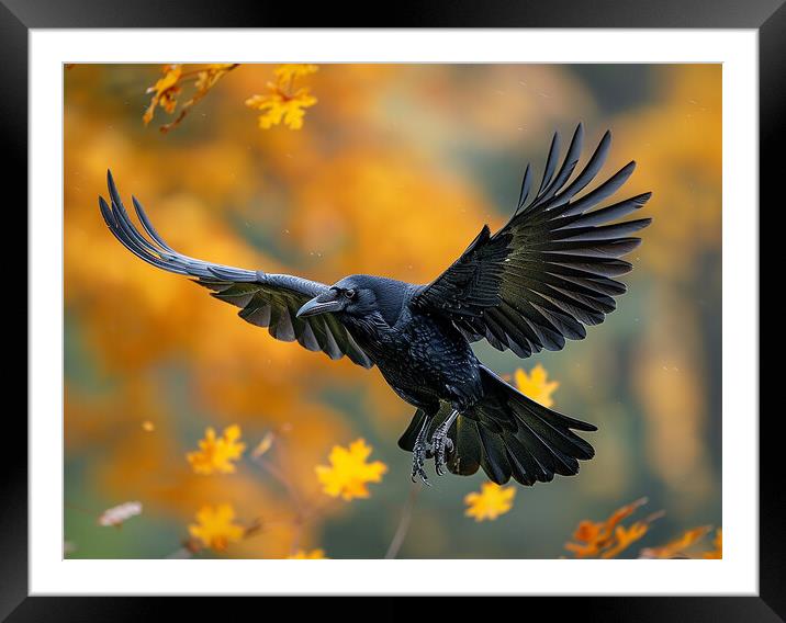The Crow Framed Mounted Print by Steve Smith