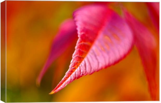 Autumn Leaf Canvas Print by Alison Chambers