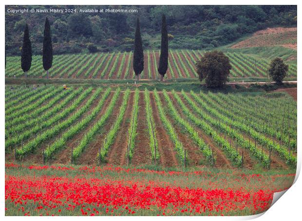 Vineyards and a field of Poppies,  Print by Navin Mistry
