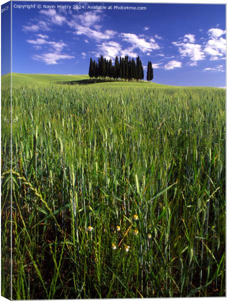 A Clump of Cypress Trees, Tuscany, Italy Canvas Print by Navin Mistry