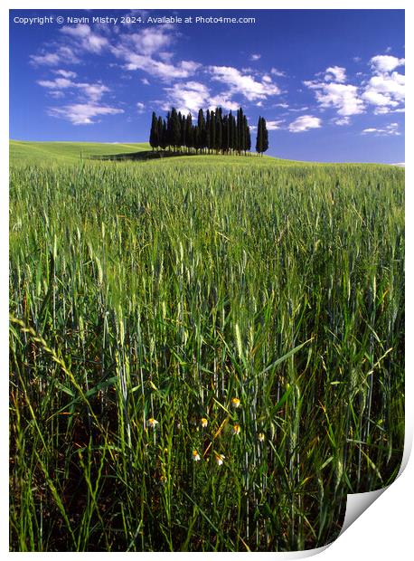 A Clump of Cypress Trees, Tuscany, Italy Print by Navin Mistry