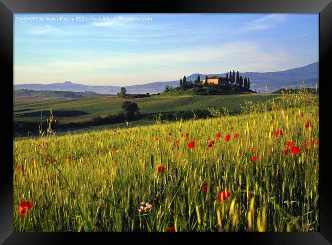 A Tuscan Farm House and Poppies, Val D'Orcia, Ital Framed Print by Navin Mistry