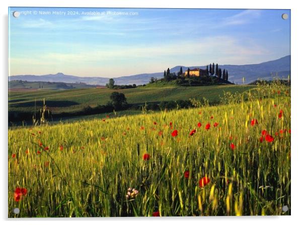 A Tuscan Farm House and Poppies, Val D'Orcia, Ital Acrylic by Navin Mistry