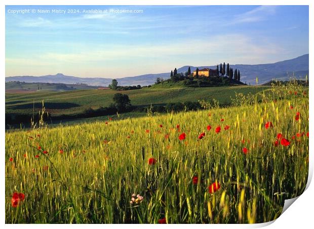 A Tuscan Farm House and Poppies, Val D'Orcia, Ital Print by Navin Mistry