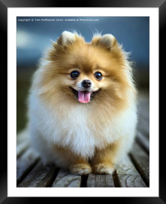 The Pomeranian Framed Mounted Print by Tom McPherson