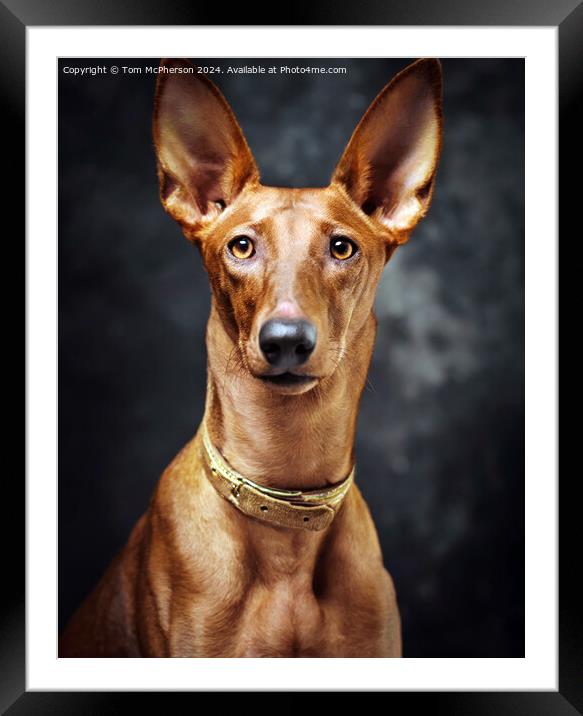 The Pharaoh Hound Framed Mounted Print by Tom McPherson
