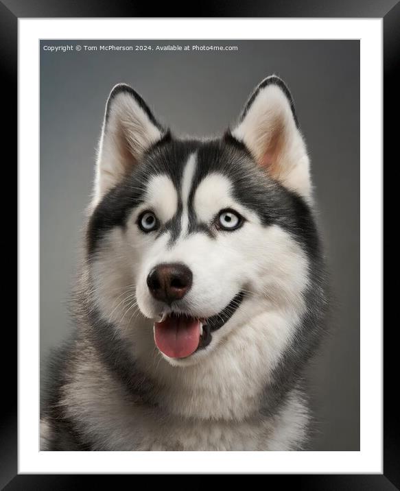 Siberian Husky Framed Mounted Print by Tom McPherson