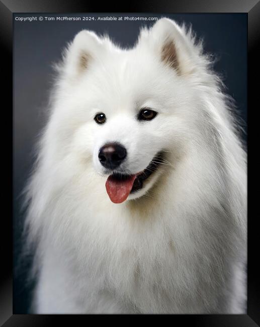 Samoyed  Framed Print by Tom McPherson