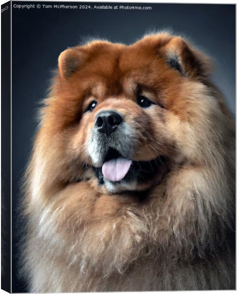 Chow Chow  Canvas Print by Tom McPherson