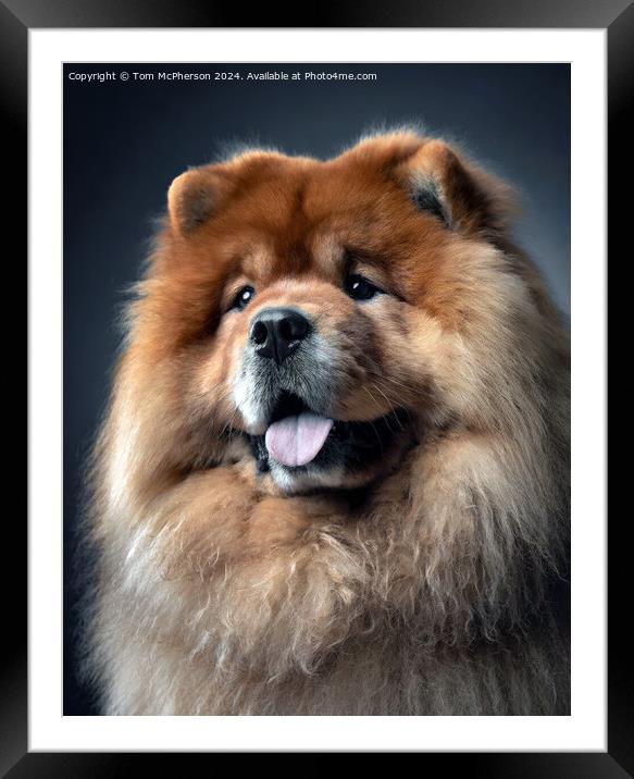 Chow Chow  Framed Mounted Print by Tom McPherson