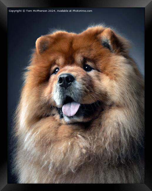 Chow Chow  Framed Print by Tom McPherson