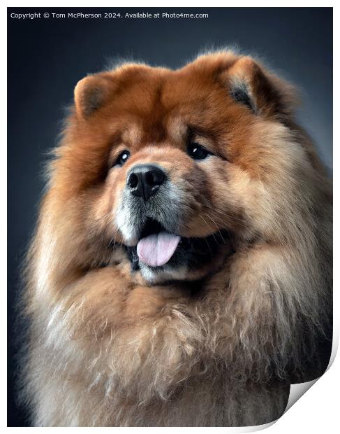 Chow Chow  Print by Tom McPherson