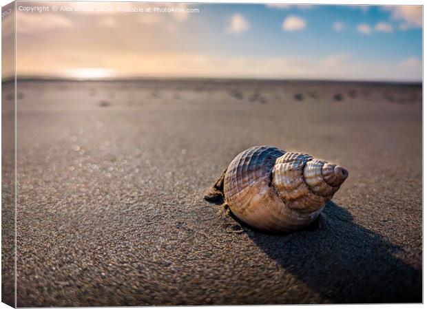 A shell in the sand  Canvas Print by Alex Brown