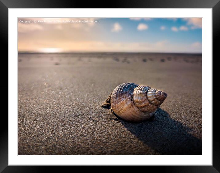 A shell in the sand  Framed Mounted Print by Alex Brown