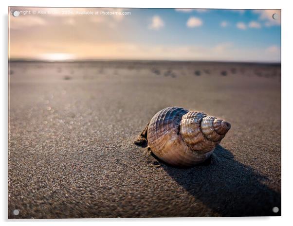 A shell in the sand  Acrylic by Alex Brown