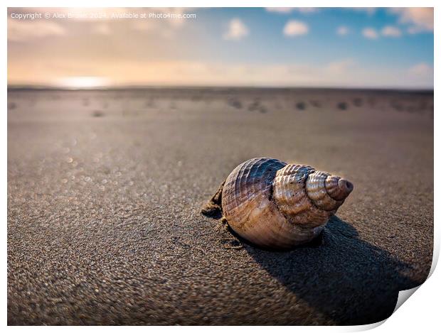 A shell in the sand  Print by Alex Brown