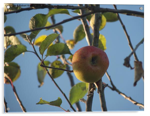 Last Apple on the tree Acrylic by Robert Gipson