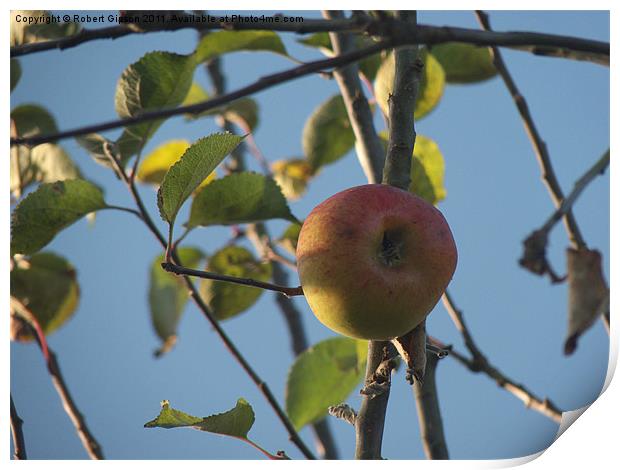 Last Apple on the tree Print by Robert Gipson