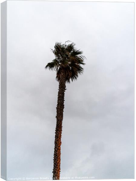 Palm tree Canvas Print by Benjamin Brewty