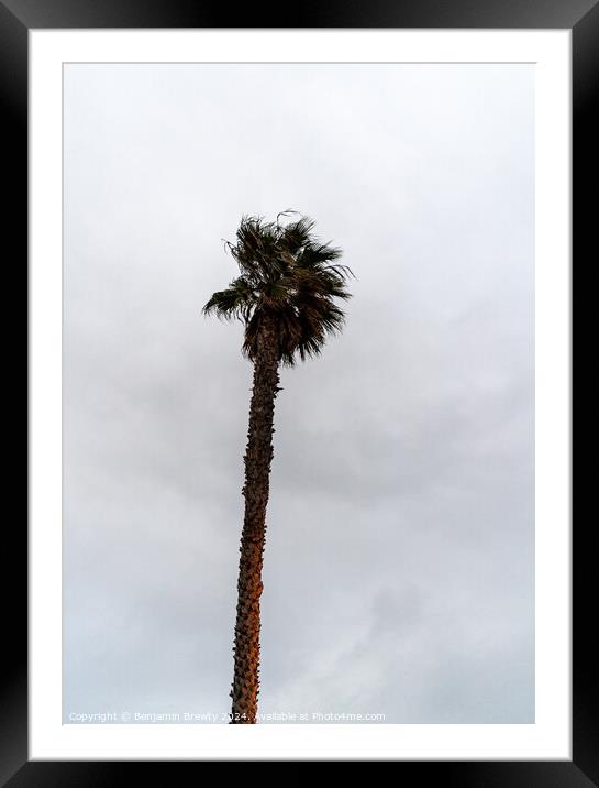 Palm tree Framed Mounted Print by Benjamin Brewty