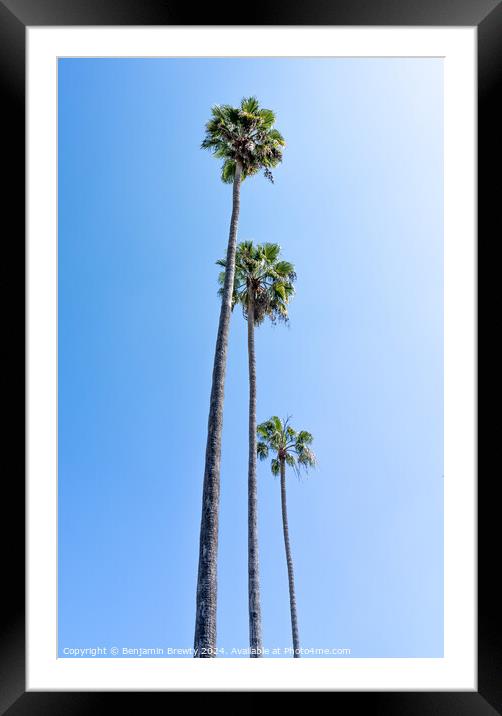 Palm Trees Framed Mounted Print by Benjamin Brewty